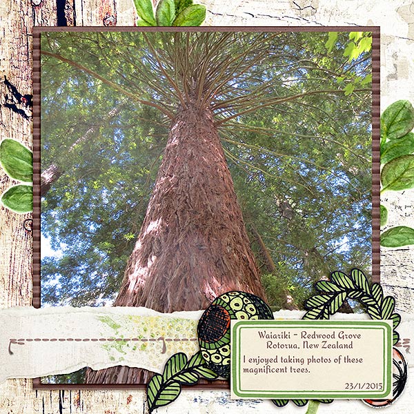 Inspiration Challenge - Redwood Grove