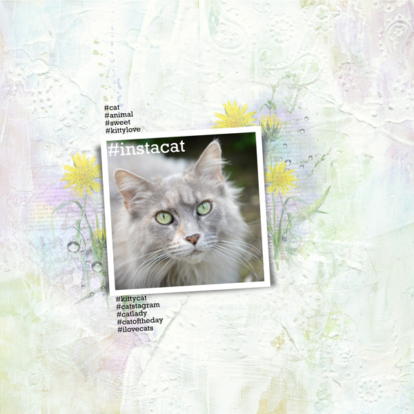 Instacat