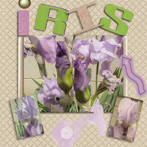 iris 5