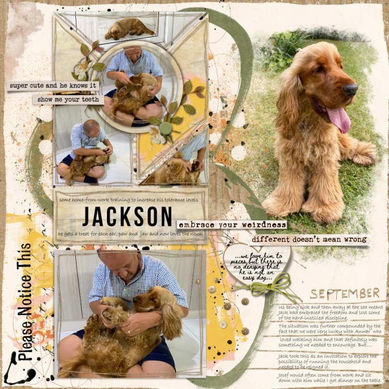 Jackson-dog