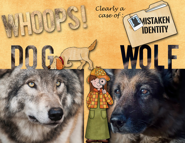 January-12-Cropped-Hidden-Photo-as-Title-Dog-Wolf