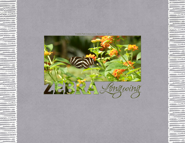 January 12: Cropped Hidden Photo as Title -Zebra-Longwing