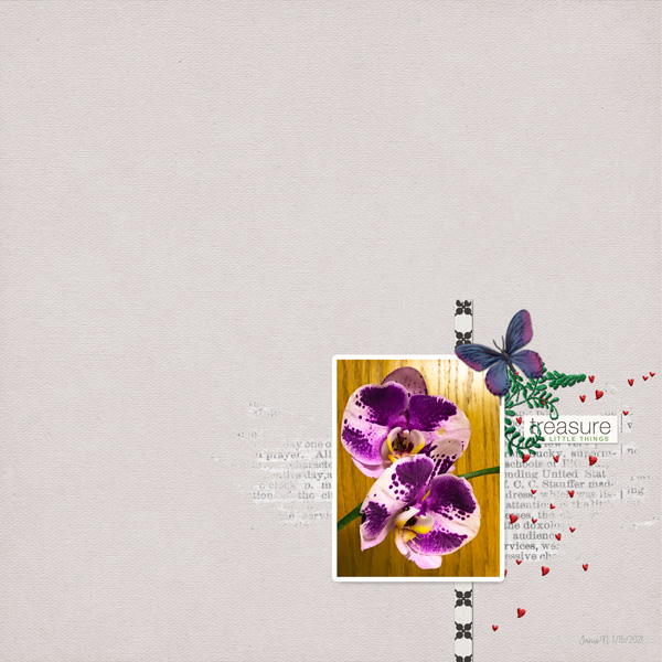 January 15_Clean And Simple_orchid