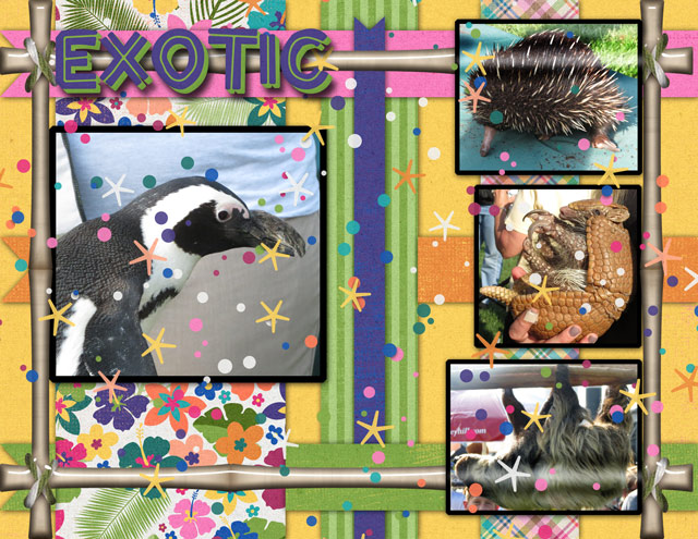 January-23-Playing-with-Paper-Strips-Exotic