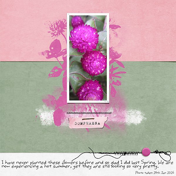 January 27_Combine 2 Templates_Gomphrena