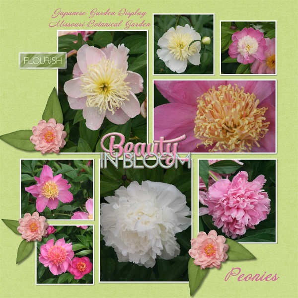 Japanese Garden Peonies