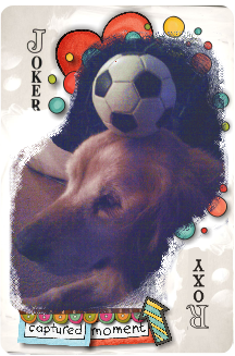 Joker Roxy August Blog Challenge