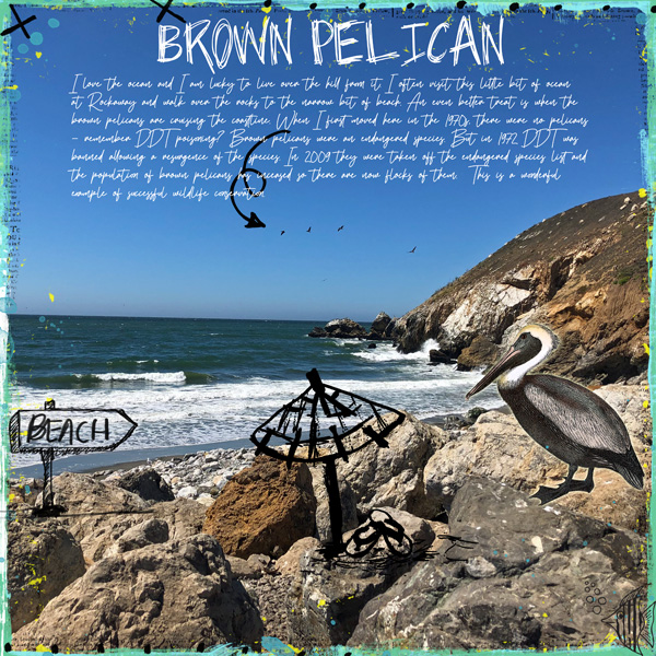 Journaling_brownpelican