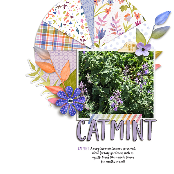 June 21 Random Challenge: Catmint