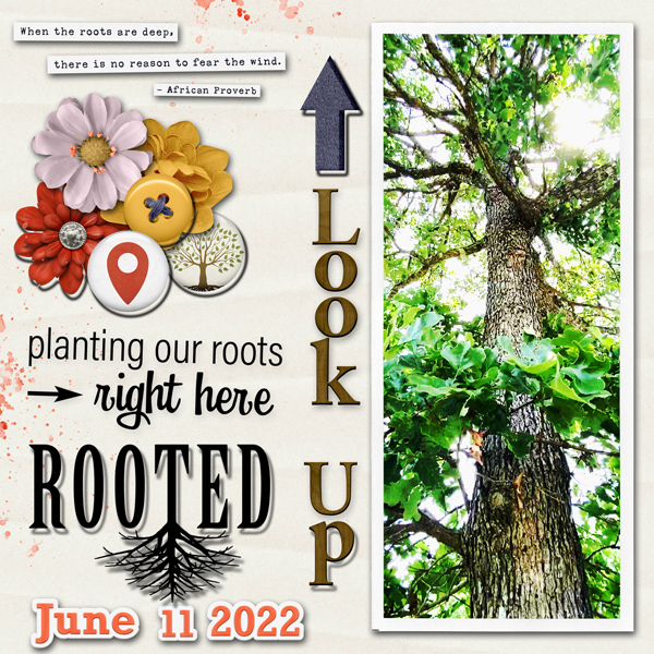 June Photography Challenge {Look Up}