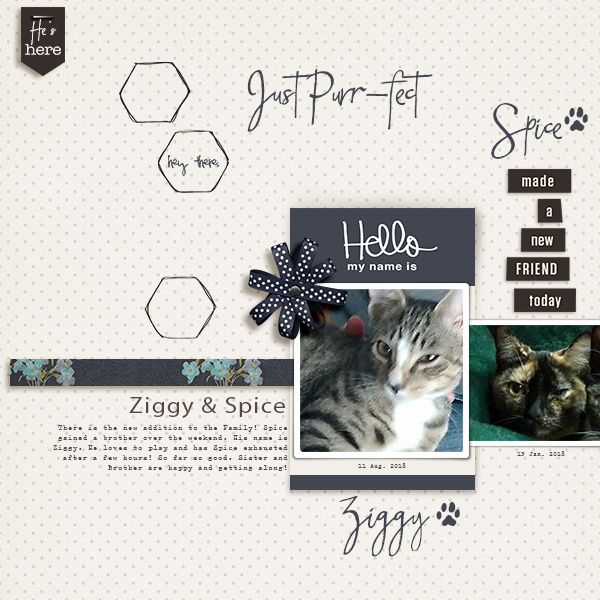 Just Purr-fect