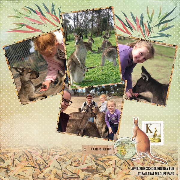 Kangaroos