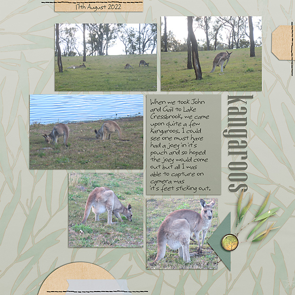 Kangaroos