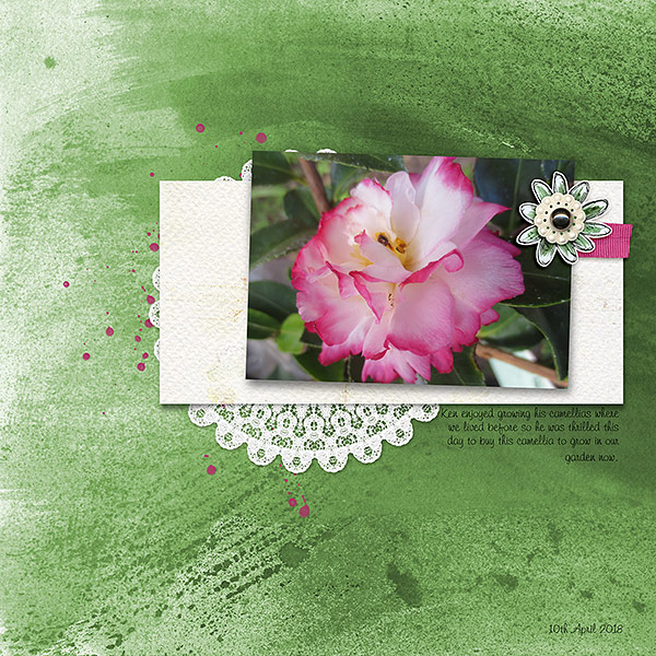 Ken's Camellias
