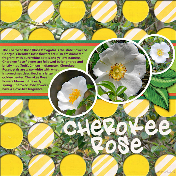 Khadfield_cherokeerose