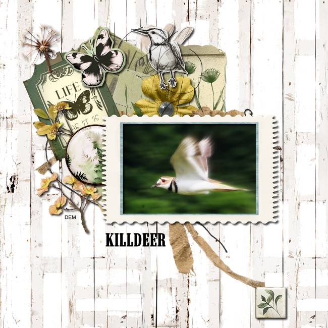 Killdeer