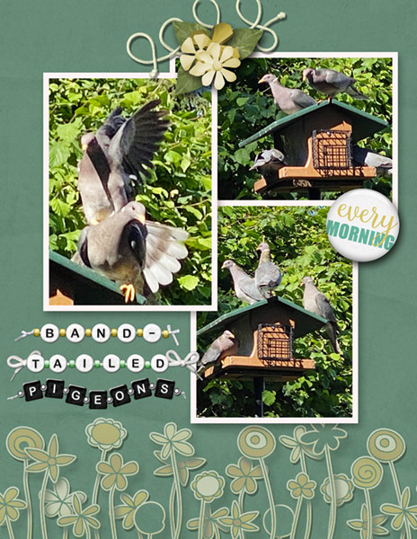 Kim Jensen_06-20_Alphas_Band-tailed Pigeons