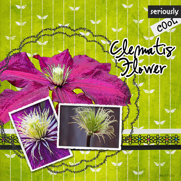 KimJensen_clematisflower