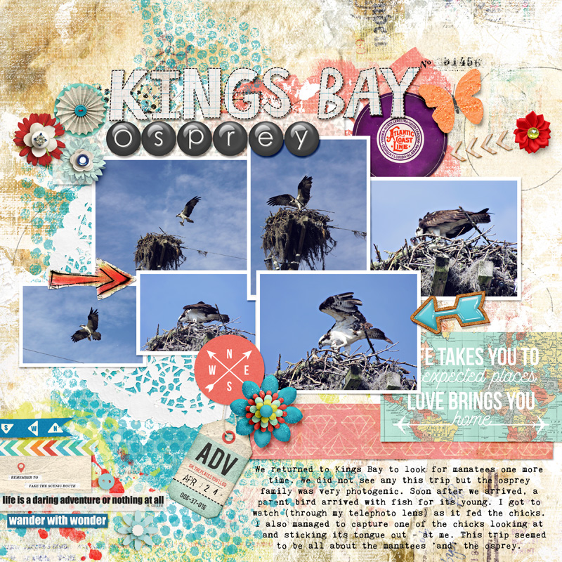 Kings Bay osprey
