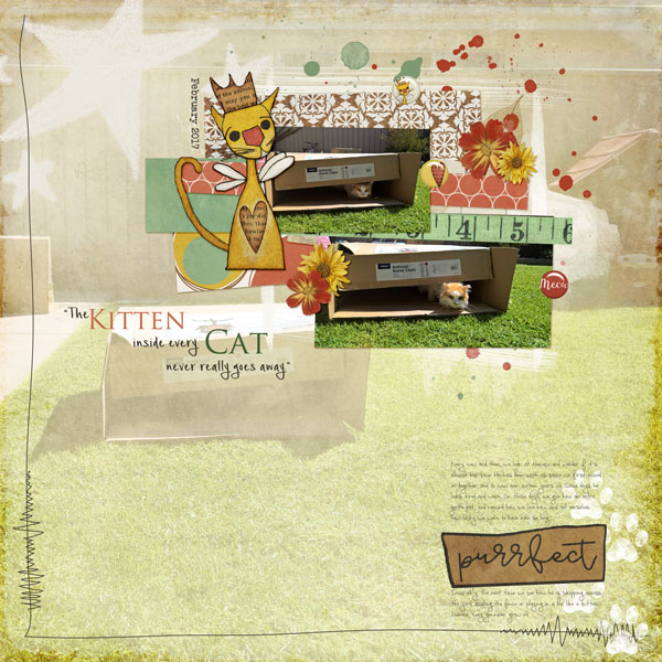 Kitten inside the Cat