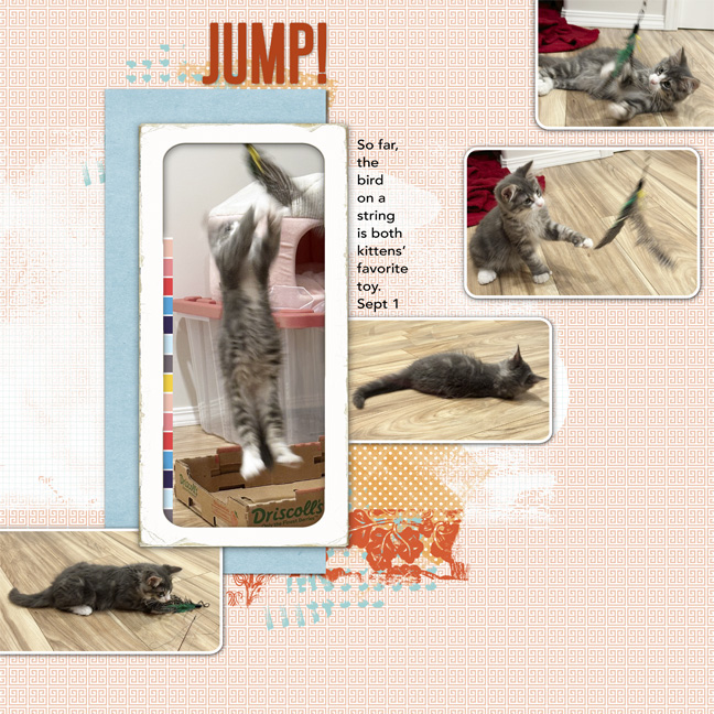 Kitten Jump