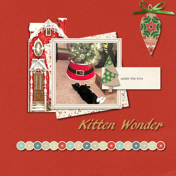Kitten Wonder