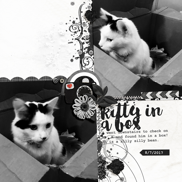 Kitty in a Box