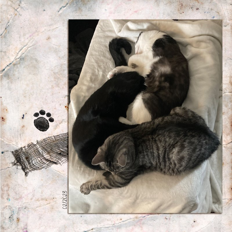 KittyPile