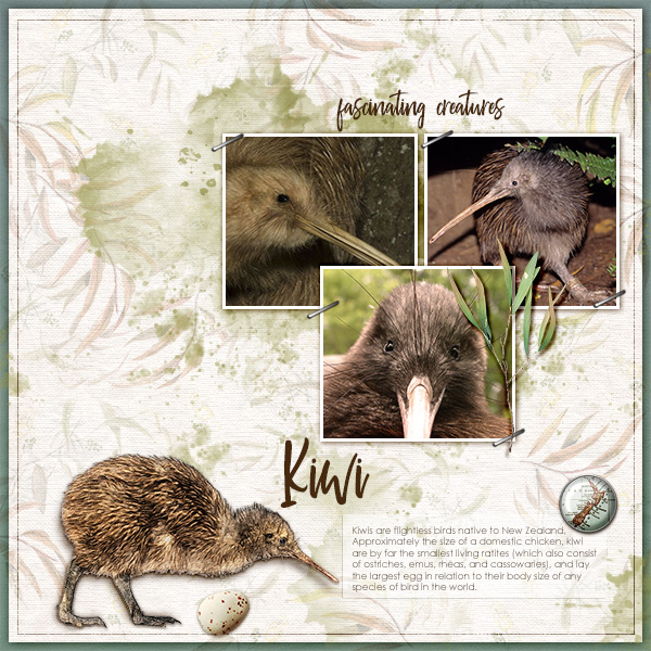 Kiwi