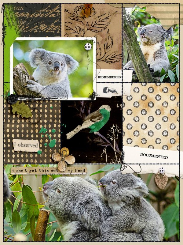 Koalas