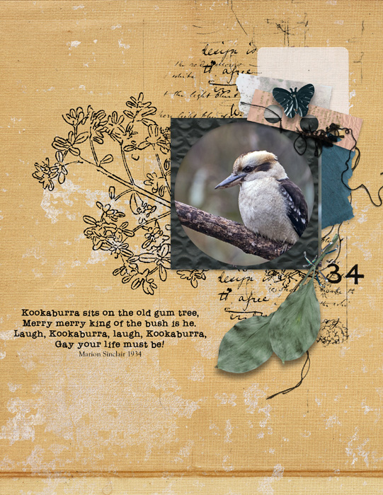 Kookaburra