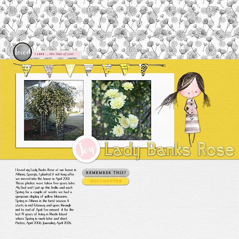 Lady-Banks-Rose-2006-copy.jpg