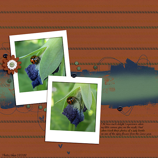 Lady Beetle