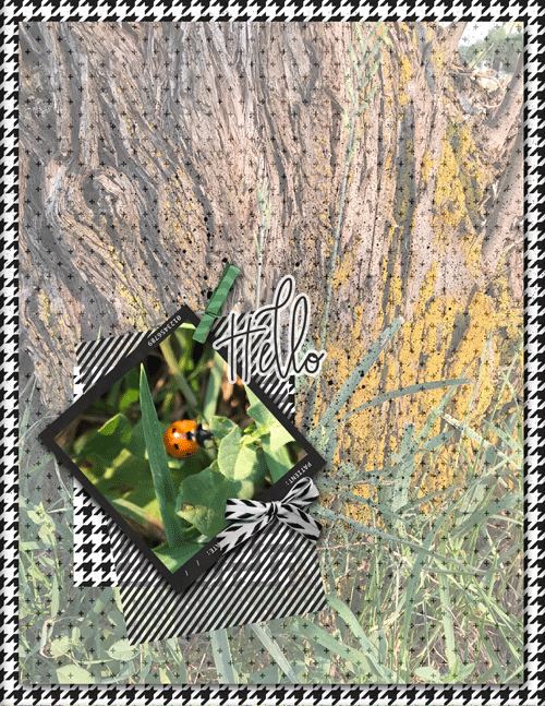 Ladybug-page-web