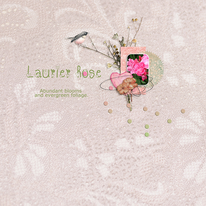 Laurier Rose
