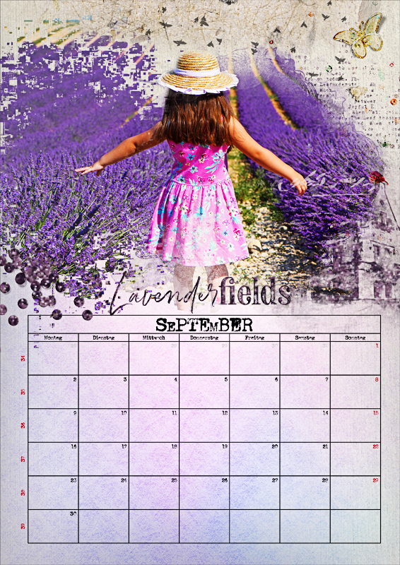 Lavender Fields