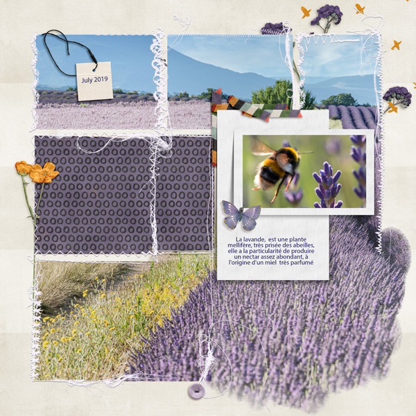 Lavender