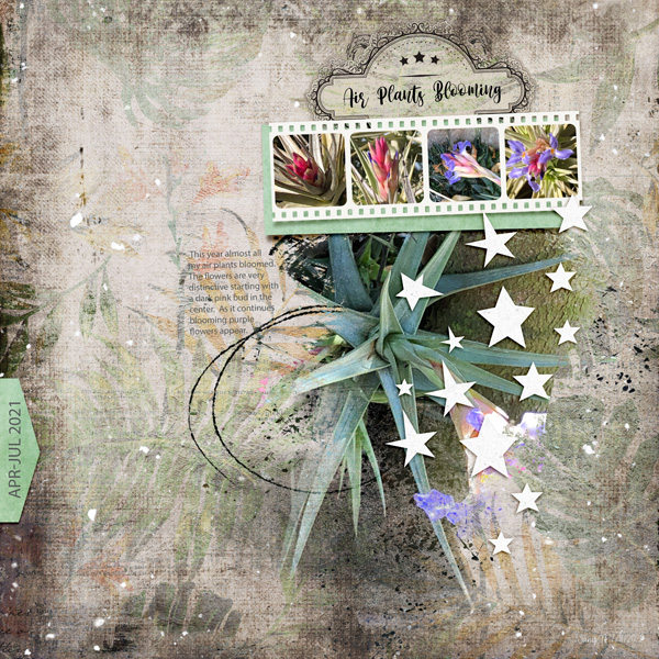 Lbw_airplantblooming