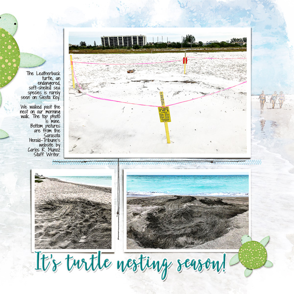 Leatherback Turtle Nest_right