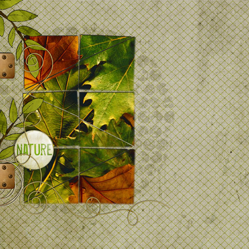 Leaves