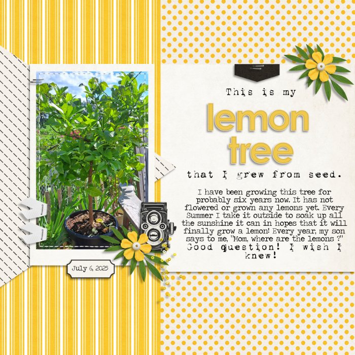 Lemon Tree