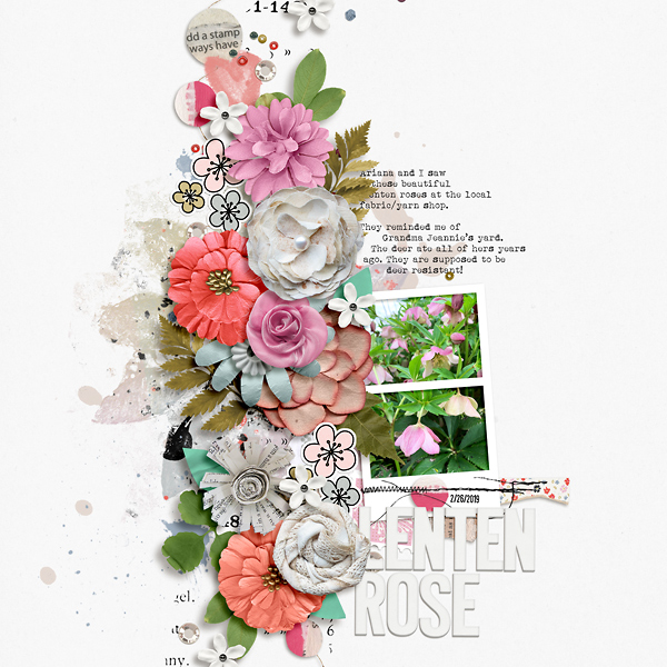 Lenten Rose