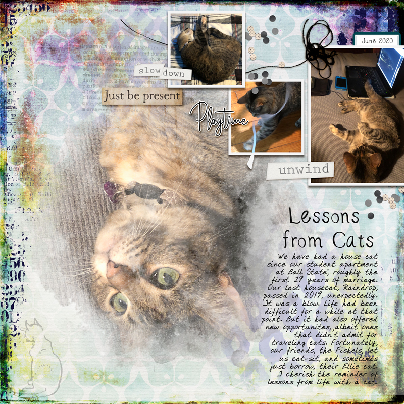 Lessons-from-Cats