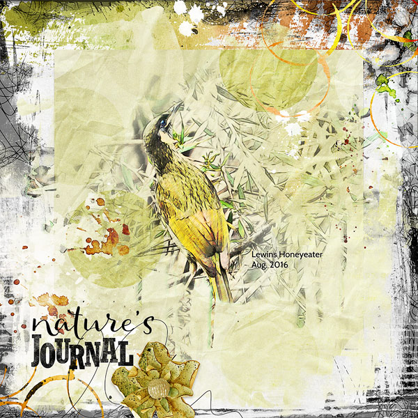 LEWINS HONEYEATER - NATURES JOURNAL