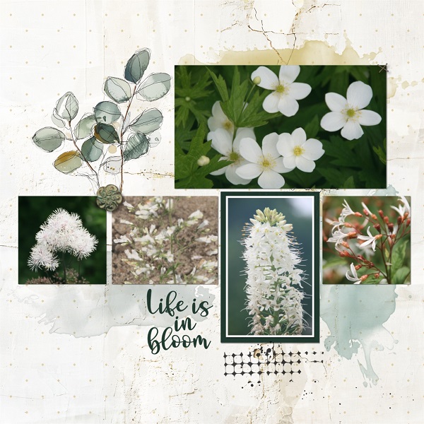 Life Is In Bloom