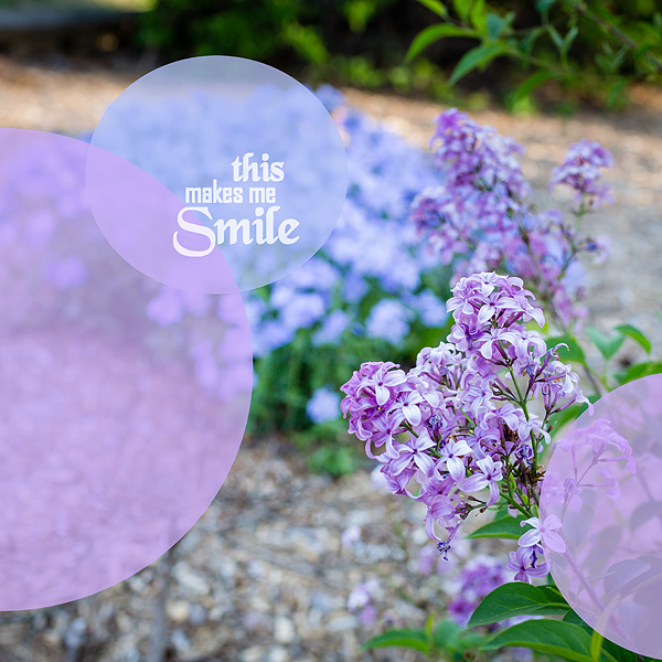 Lilacs in My Garden