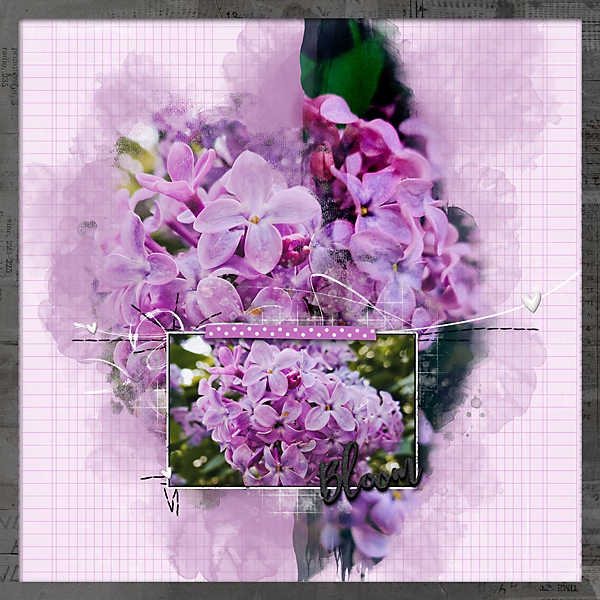 Lilacs