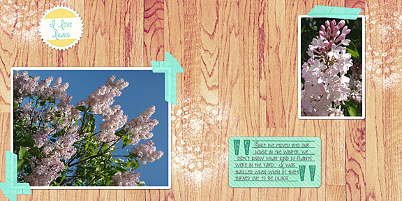 Lilacs