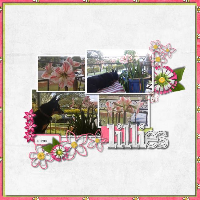Lillies