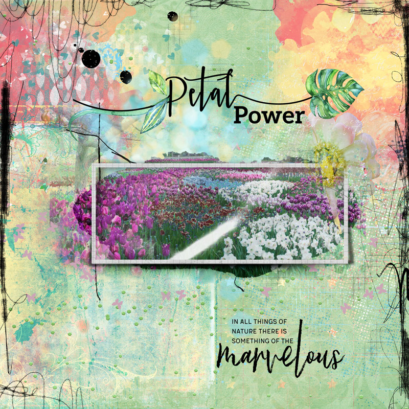 Lily-pad-february-nbk-hard